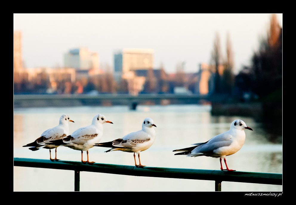 Wroc�aw, Wroclaw, Polska, Poland